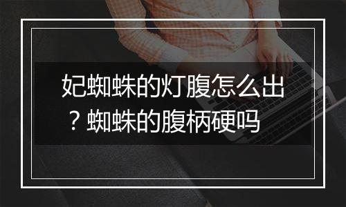 妃蜘蛛的灯腹怎么出？蜘蛛的腹柄硬吗